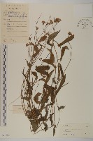 小葉一點紅藏品圖，第3張