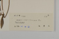 小葉一點紅藏品圖，第5張