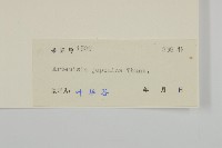 牡蒿藏品圖，第3張