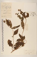 塊根向日葵藏品圖，第1張