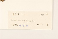 塊根向日葵藏品圖，第3張