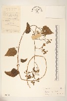 滇南千里光藏品圖，第1張