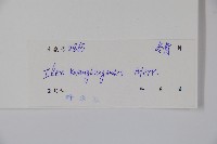 廣東冬青藏品圖，第2張