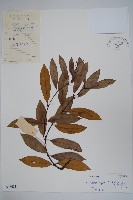 小錦蘭藏品圖，第1張