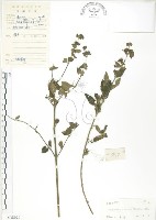 灰葉蕕藏品圖，第1張