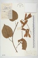 異萼飛蛾藤藏品圖，第1張