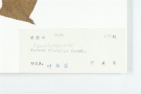 異萼飛蛾藤藏品圖，第3張