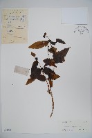 貴州忍冬藏品圖，第1張