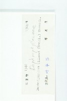 俄氏虎皮楠、蘭嶼虎皮楠、虎皮楠藏品圖，第3張