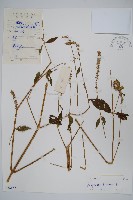 牛膝藏品圖，第1張