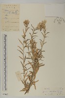 抱莖籟簫藏品圖，第1張