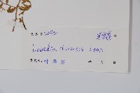 半邊蓮、鐮磨仔草藏品圖，第2張