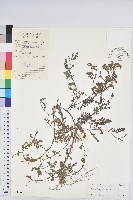 葉下珠、珠仔草藏品圖，第1張