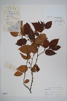 糙皮樺藏品圖，第1張