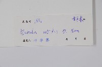 糙皮樺藏品圖，第2張