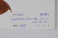 羊角扭藏品圖，第2張