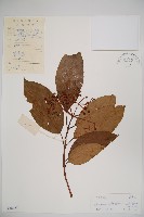 水紅木藏品圖，第1張