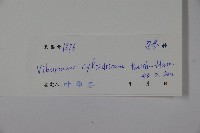 水紅木藏品圖，第2張