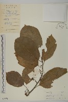 哥蘭葉藏品圖，第1張