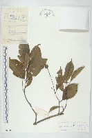 香港四照花藏品圖，第1張