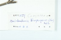 香港四照花藏品圖，第3張