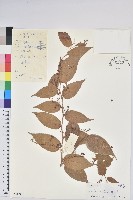 白果白珠藏品圖，第1張