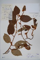 絲毛獼桃藏品圖，第1張