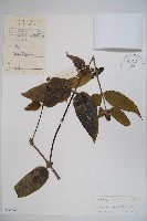 大花忍冬藏品圖，第1張