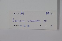 大花忍冬藏品圖，第2張