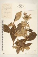 密花千里光藏品圖，第1張