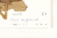 密花千里光藏品圖，第3張