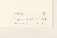 紅面番藏品圖，第3張