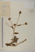 杓兒菜藏品圖，第1張