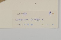 杓兒菜藏品圖，第3張