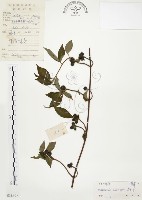 毛玉葉金花藏品圖，第1張