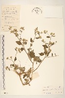 嶺南野菊藏品圖，第1張