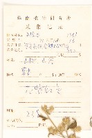 嶺南野菊藏品圖，第2張