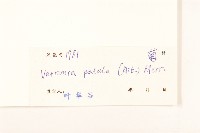 嶺南野菊藏品圖，第3張