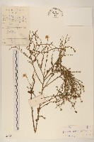 雞兒腸藏品圖，第1張