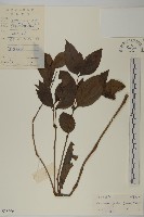 草珊瑚、紅果金粟蘭藏品圖，第1張