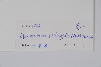 空心蓮子草藏品圖，第2張