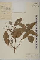 常春衛矛藏品圖，第1張