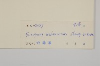 常春衛矛藏品圖，第3張