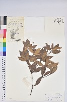 美麗馬醉木藏品圖，第1張