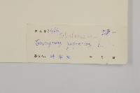 日本衛矛, 大葉黃楊藏品圖，第3張