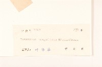 蒲公英藏品圖，第3張