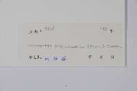 附地菜藏品圖，第2張