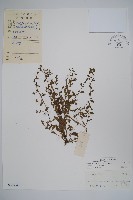 細纍子草藏品圖，第1張