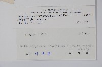 細纍子草藏品圖，第2張