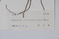 柳葉水蓑衣藏品圖，第2張